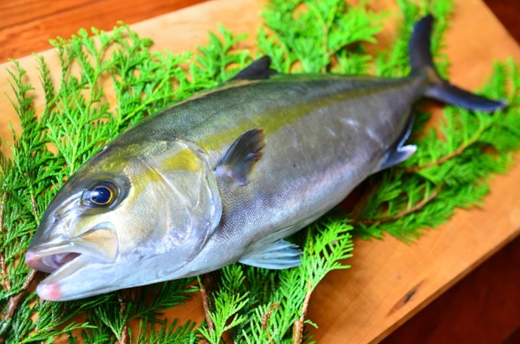 間八 かんぱち 安定した量の魚を最も新鮮な状態で国内の様々な地域へ出荷しております